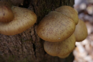 ナラの枯れた幹から生えたムキタケ