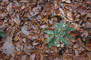 冬の林床で多く見かける、青々とした葉をもつアオキ。落