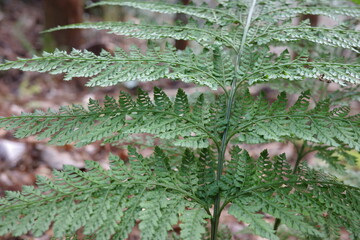 表裏が同じような模様をもつ特徴的なリョウメンシダ。