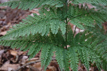 表裏が同じような模様をもつ特徴的なリョウメンシダ。