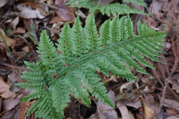 表裏が同じような模様をもつ特徴的なリョウメンシダ。