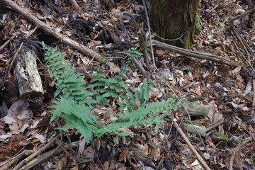 冬の針葉樹林の中で、青々とした葉を保ちながら生育するイノデ。 © PICCOLOGEOGRAPHIC