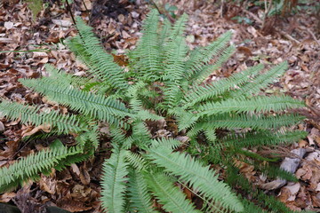 冬の針葉樹林の中で、青々とした葉を保ちながら生育するイノデ。 © PICCOLOGEOGRAPHIC