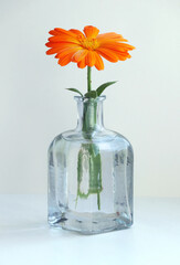 Still life with a calendula flower, also known as marigold in the small glass vase on a light background in high key style