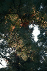 Pine needles illuminated by the setting sun