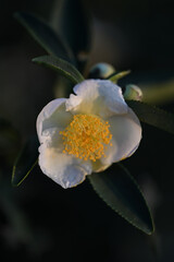 Camellias under the setting sun
