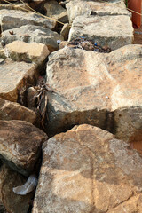 Closeup of stacked coastal rocks used as breakwater shows rugged texture and natural pattern in warm evening light.​​