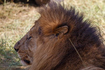 Naklejka premium Retrato de Primer Plano de León Macho Alfa con Melena Espectacular en el Pastizal Africano de Kenia