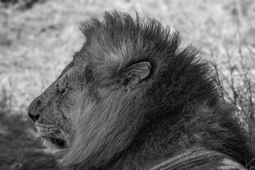 Retrato de Primer Plano de León Macho Alfa con Melena Espectacular en el Pastizal Africano de Kenia