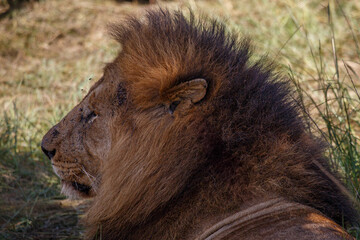 Naklejka premium Retrato de Primer Plano de León Macho Alfa con Melena Espectacular en el Pastizal Africano de Kenia