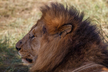 Retrato de Primer Plano de León Macho Alfa con Melena Espectacular en el Pastizal Africano de Kenia