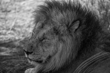 Retrato de Primer Plano de León Macho Alfa con Melena Espectacular en el Pastizal Africano de Kenia