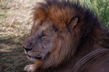 Retrato de Primer Plano de León Macho Alfa con Melena Espectacular en el Pastizal Africano de Kenia