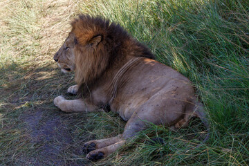 Retrato de Primer Plano de León Macho Alfa con Melena Espectacular en el Pastizal Africano de Kenia