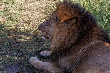 Obraz premium Retrato de Primer Plano de León Macho Alfa con Melena Espectacular en el Pastizal Africano de Kenia