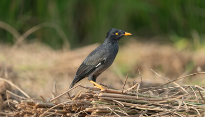 Jungle myna (Acridotheres fuscus) in a rice field.