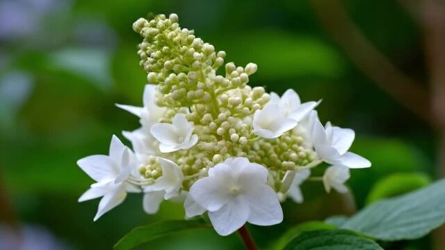 White hydrangea flowers cluster against a leafy green background showcasing budding blooms