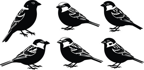 Obraz premium Set of sparrow silhouettes, black vector illustrations of small birds standing with white wing details, isolated on white background