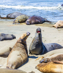 Sealions at the beach
