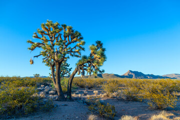 Naklejka premium joshua tree in warm bright light