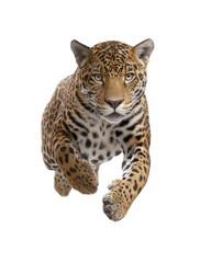 Fototapeta premium Majestic wild jaguar in motion, close-up of its fierce face and powerful body demonstrating strength and agility in natural hunting stance