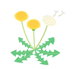 たんぽぽの花と綿毛のイラスト