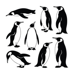 Naklejka premium Emperor Penguin Vector Silhouettes, Emperor Penguin Silhouettes Collection, Various Penguin Poses Vector Set, Black and White Penguin Illustrations, Set of Antarctic Bird Drawings, silhouette, vector.