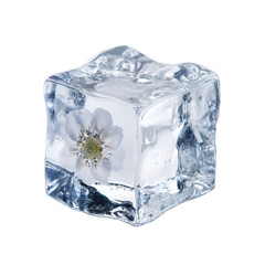 Obraz premium Close-up of Ice Cube with Embedded Flower for Refreshing Concept