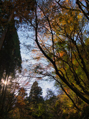 梅ヶ瀬渓谷の晩秋