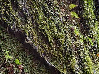 梅ヶ瀬渓谷の晩秋