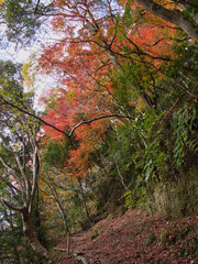 梅ヶ瀬渓谷の晩秋