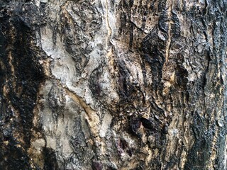 Detailed texture of tree bark, nature background