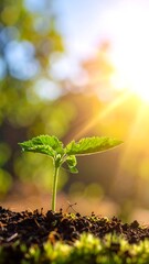 Tiny plant sprout basking in sun, earth against a blurred background