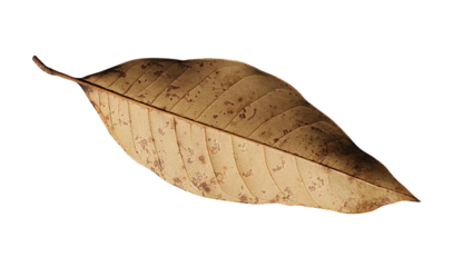 dried brown leaf isolated on transparent background