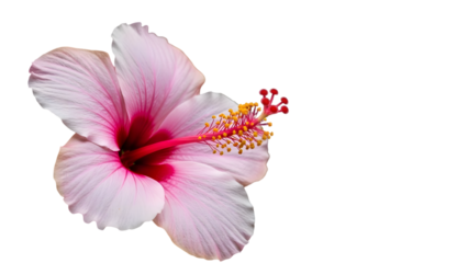 Delicate pink and red hibiscus flower isolated on transparent background