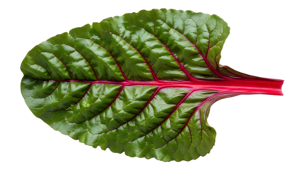 Bright red veined leaf close up isolated on transparent background