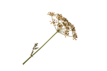 Delicate dried flower stem with beige blossoms