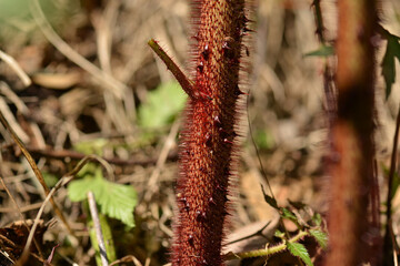 Rubus sorbifolius stems bear dense reddish curved thorns and long glandular hairs, creating a distinctive wild shrub structure. Photographed in Korea.