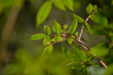 Rubus sorbifolius shows reddish curved thorns, hairy stems, pinnate leaves, white spring flowers, and hollow red fruits in summer. Photographed in Korea.