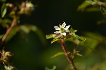Rubus sorbifolius blooms in spring with small white flowers clustered at branch tips above hairy stems and curved thorns. Photographed in Korea.