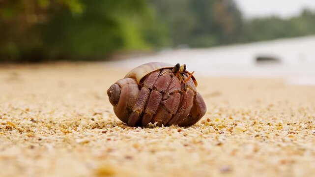Solitary hermit crab moving cautiously along wet sandy shoreline 