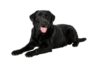 Happy black Labrador retriever lying down with tongue out