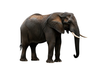 Obraz premium Majestic Elephant with Large Tusks Standing in Profile