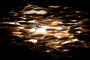 A close-up of rice ears backlit. Details of rice ears backlit.