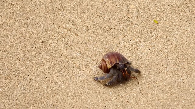 Solitary hermit crab moving cautiously along wet sandy shoreline 