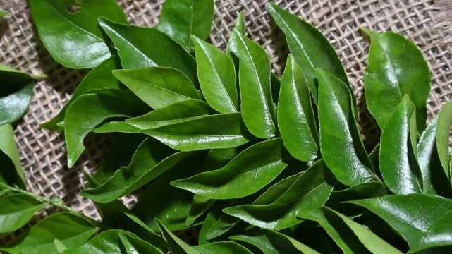 Fresh curry leaves on a dark moody background full depth of field and wooden background