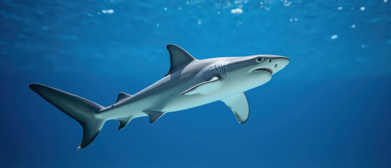 Sleek shark glides gracefully through clear blue waters, showcasing its powerful form and sharp features. underwater scene captures essence