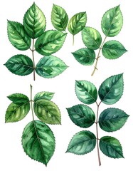 Fototapeta premium Watercolor depiction of various green leafy sprigs against white