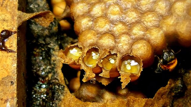This video shows a glistening, golden honeycomb (oozing liquid honey) surrounded by bees, highlighting the sticky, textured appearance of the honey and hive.