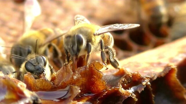 This video shows a glistening, golden honeycomb (oozing liquid honey) surrounded by bees, highlighting the sticky, textured appearance of the honey and hive.